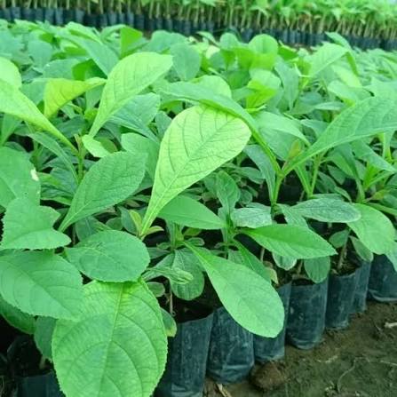 Tissue Culture Burma Teak Plants — Teak sapling available at Agro Nursery Garden